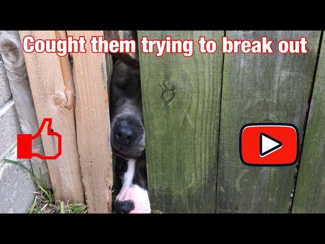 They are trying to breakout!  American Bully. Ultra Class Family