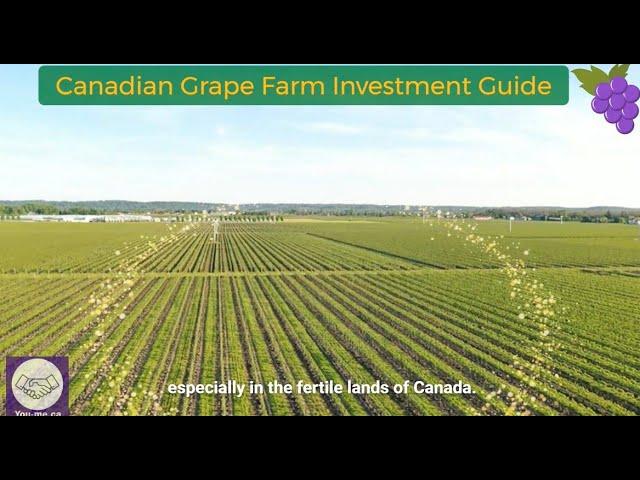 Canadian Grape Farm Investment Guide