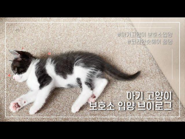 VLOG 아기고양이 입양 브이로그 l 고양이 보호소입양 l #코리안숏헤어 l 고양이꿀탱