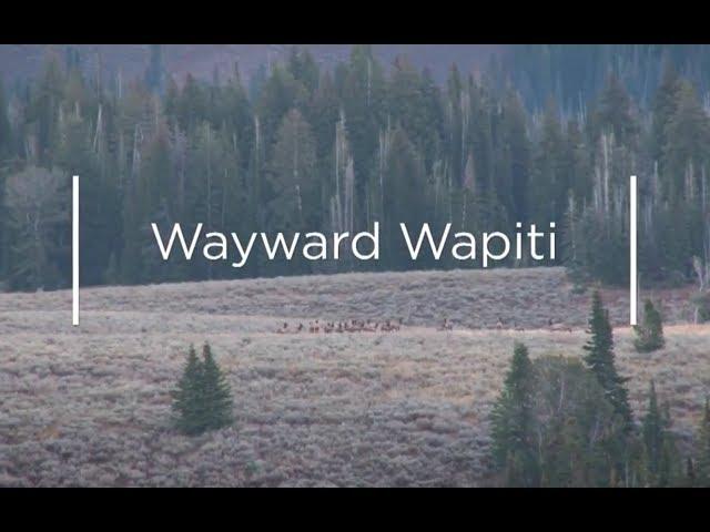 Extreme Outer Limits “Wayward Wapiti” Season 12 Ep 7 - WYOMING ELK HUNTING