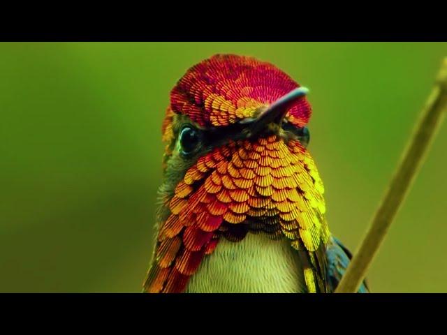 Meet the world's smallest bird | Cuba's "bee hummingbird" |  World's Smallest Bird | Bee Hummingbird