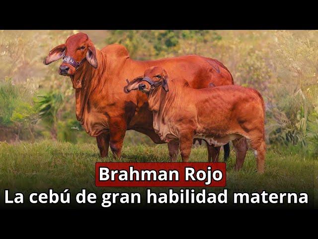 Brahman Rojo: La cebú de gran habilidad materna y precocidad