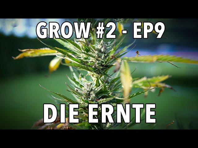 GROW Season 2  Outdoor - Episode 9 - Die Ernte 🪴 2x Sticky Orange XXL Auto 🪴 1x Cosmos F1 CBD