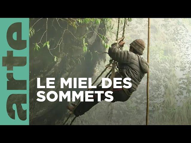 Népal, les Gurung et l'abeille géante | Les maîtres des abeilles | ARTE Family