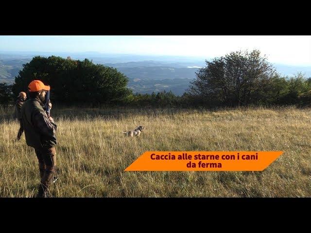 Caccia alle starne coi cani da ferma