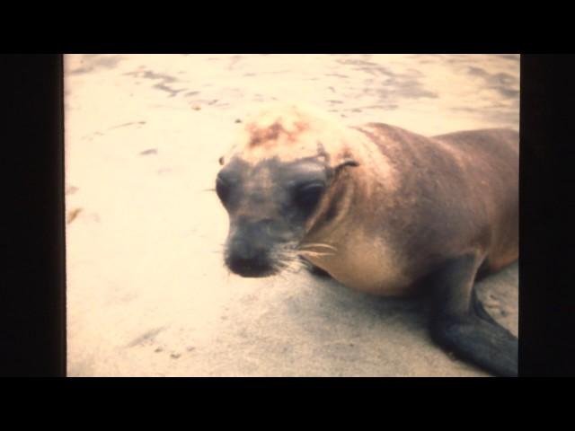 Mammals Of The Sea