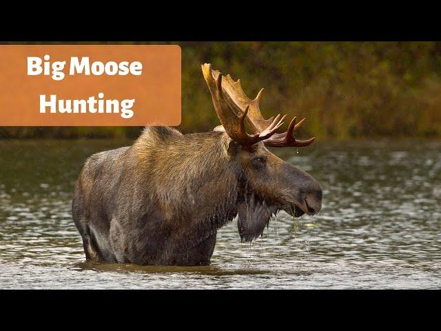 Hunting for BIG moose bulls - Moose hunting