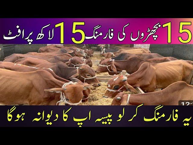 bachra farming business plan in pakistan||bachra farming|| natural desi wanda||