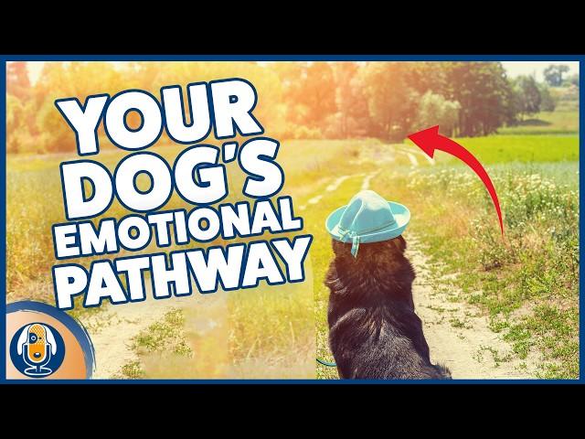 Harnessing Excitement While Training Your Dog: Understanding Arousal For Better Behavior #284