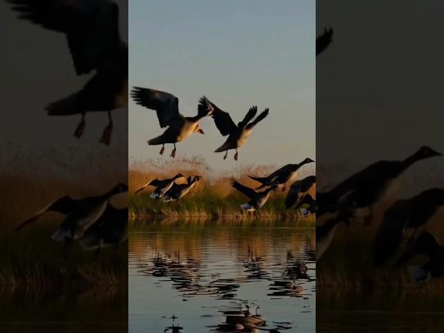 Geese Flying over Pond #chasse #hunting #geese #goose #hunting #охота