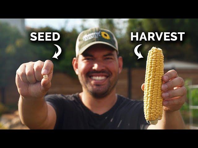 Growing Corn, From Seed to Harvest 