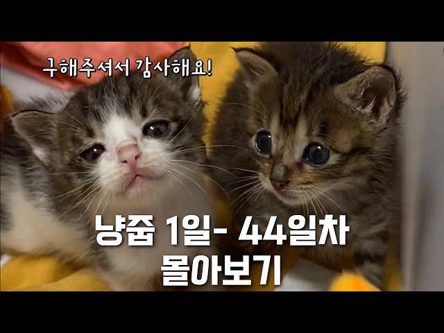 어미에게 버림 받은 아기 고양이 형제 구조 몰아보기 | 냥줍 1~44일차