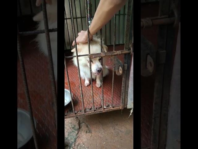 #Dog lover#