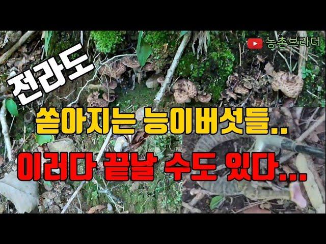 2022년 2번) 전라도 이제 시작한 가을 능이버섯 송이버섯 산행. 능이버섯이 심상치 않다. 갈수록 득실 득실 많아지는 뱀 독사들.