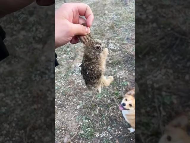 The mischievous wild rabbit found a new mother for itself#animals #rabbit #cute #friendship #shorts