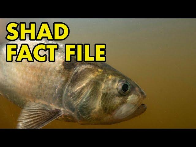 Shad: Fact File (British Wildlife Facts)