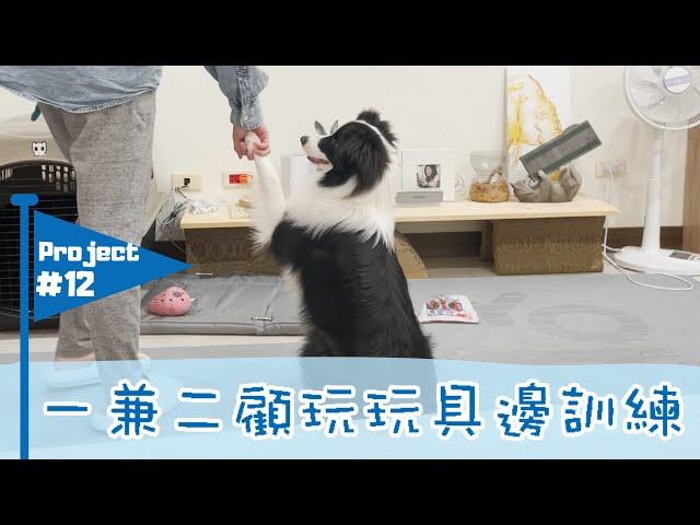 Project#12｜邊境牧羊犬訓練技能秘訣｜一兼二顧玩玩具邊訓練｜只要有玩具就會做出所有指令｜征服人類計畫 How to conquer humanity