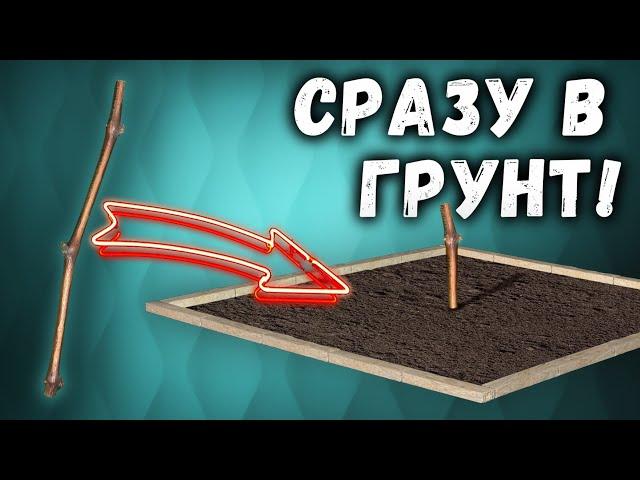 Как посадить не пророщенный черенок винограда на постоянное место?