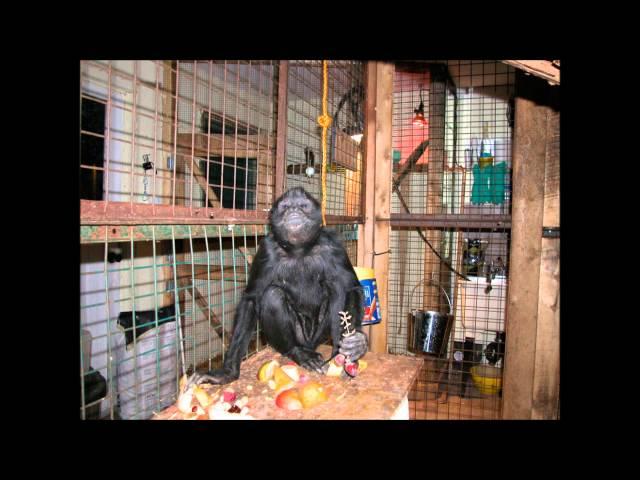 Story Book Farm Primate Sanctuary