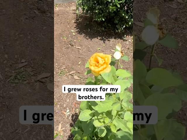 I Grew Roses For My Brothers