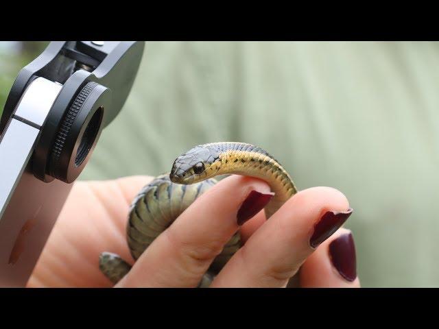 Snake Research at the Urban Ecology Center