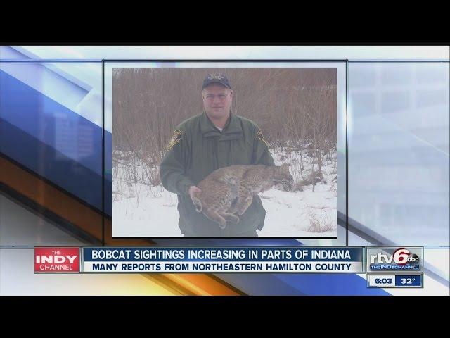Bobcat sightings up in parts of Indiana