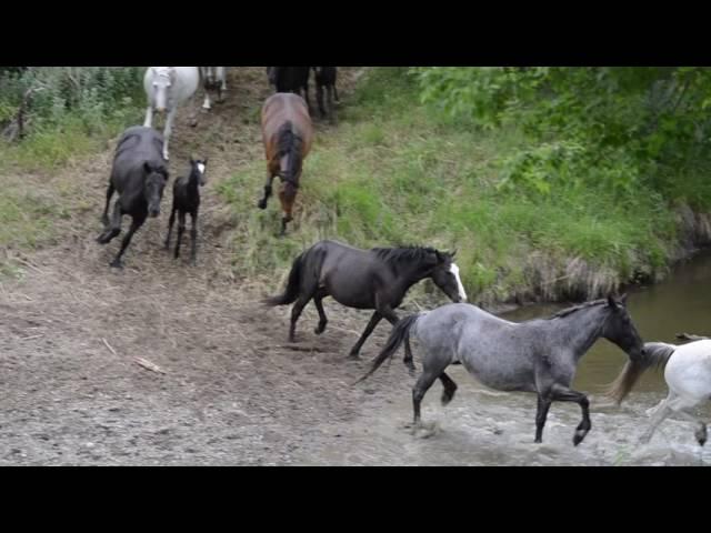 Mares Crossing The Creek At The Nokota® Horse Experience