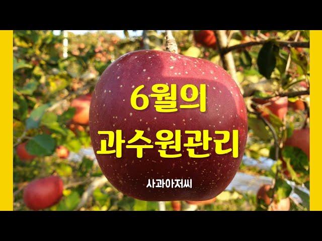 6월의 사과원 관리: 황산마그네슘, 염화칼슘, 황산가리 엽면살포 등 6월에 해야할 일 8가지
