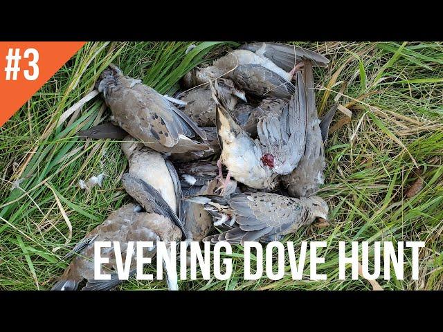 EVENING DOVE HUNT - 2020 DOVE SEASON - NEBRASKA DOVE HUNTING