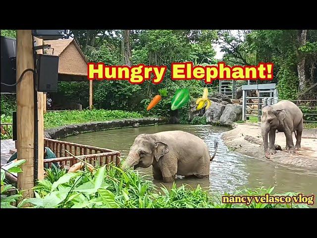 THE HUNGRY ELEPHANT|| SINGAPORE ZOO||@nancy velasco vlog