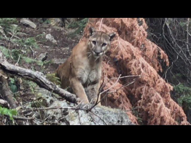 What to Do if You're Ever Followed By a Mountain Lion