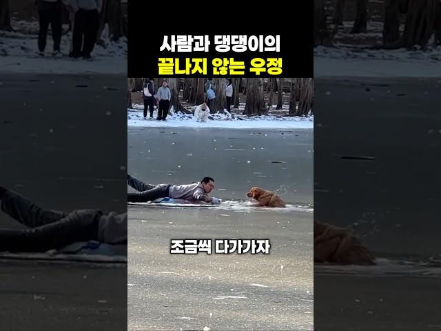 사람과 댕댕이가 가장 좋은 친구인 이유