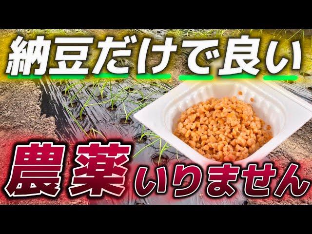 【納豆菌液】もう農薬は買わなくていい！家庭菜園の最強の味方！超簡単に作れる納豆菌培養液の作り方を解説！