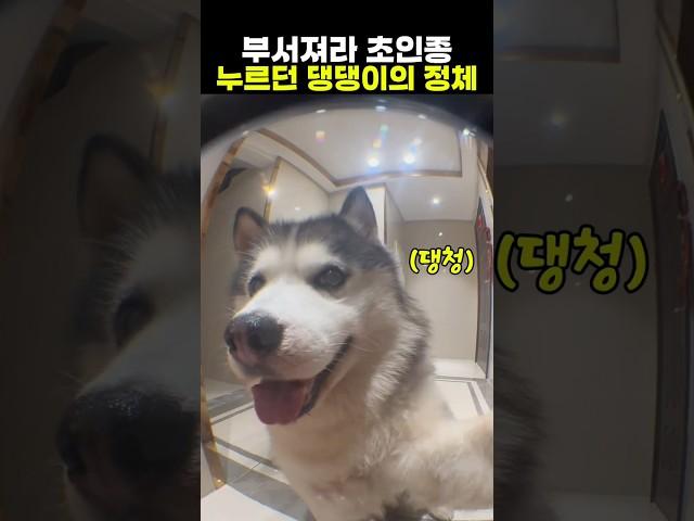 부서져라 초인종 누르던 댕댕이의 정체 #강아지 #동물