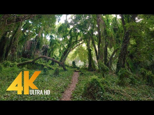 Virtual Walk through a Tropical Forest - 4K Virtual Hike with Nature Sounds