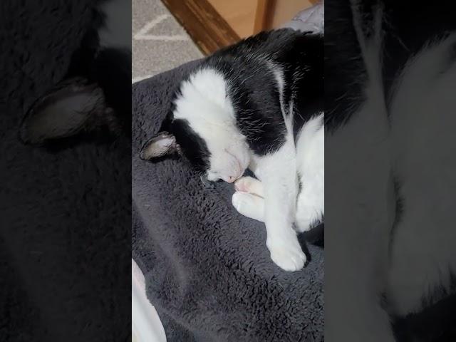 #낮잠#대마도민박집고양이#고양이