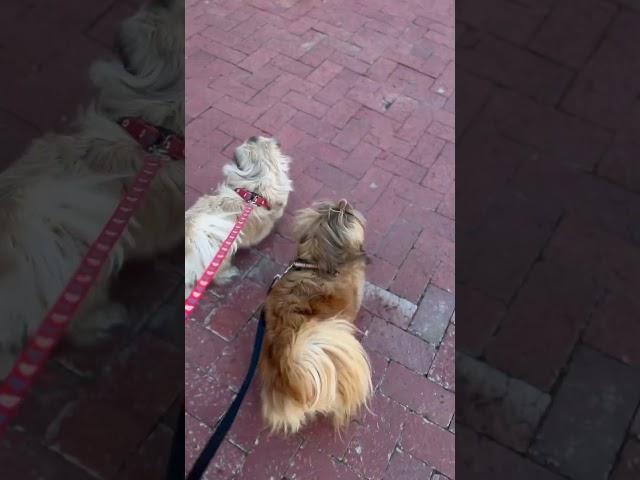 Dog walk #pekingese