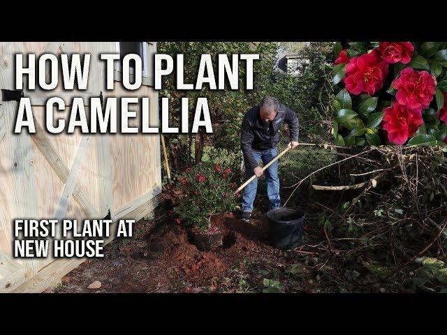 How to Plant a Camellia - First Plant at New House