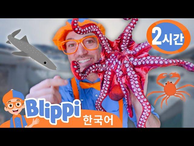 수족관에 간 블리피 - 해양 생물 배우기 | 교육 동영상 ・교육 + 엔터테인먼트・ 블리피 2시간 모아보기! ・ @Blippi  - 블리피 한국어