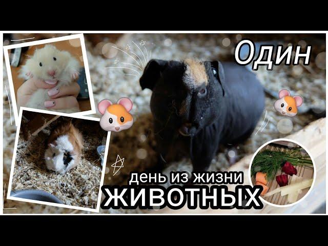 ОДИН ДЕНЬ ИЗ ЖИЗНИ МОИХ ЖИВОТНЫХ Морские Свинки, Хомяк | Dasha Alekseeva