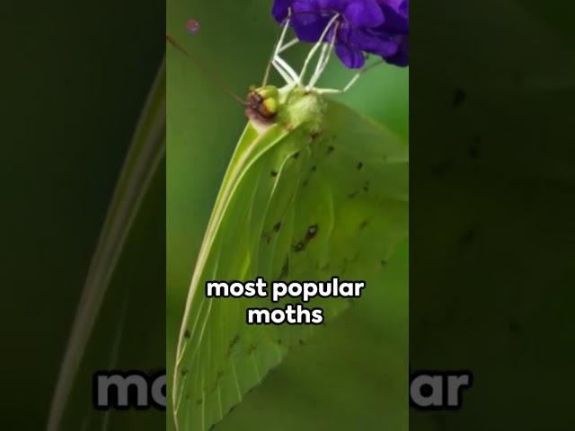 Pellucid Hawk Moth  A Quick Flutter  #aussie #animal