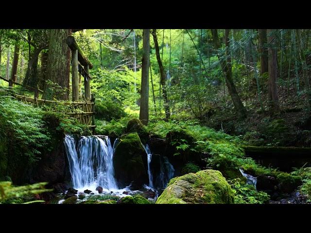 4K  ASMR  Rock moss and spring water The sound of water gushing from the sacred forest Birds singing