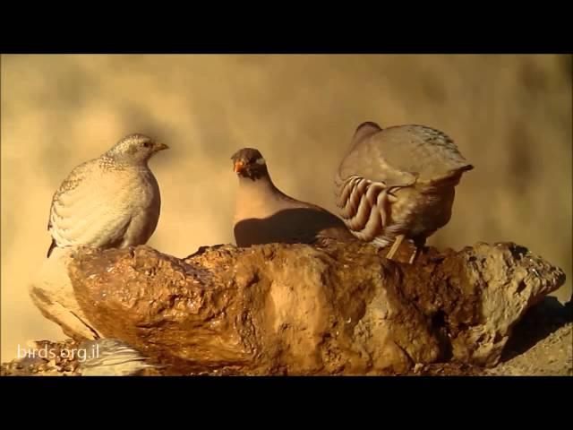 Sand Partridge - Ammoperdix heyi - קורא