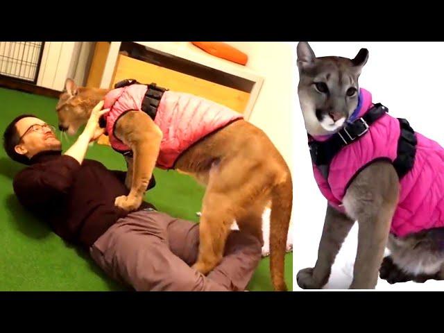 MY PET is a PUMA | Young Man Shares a Flat with a Cougar