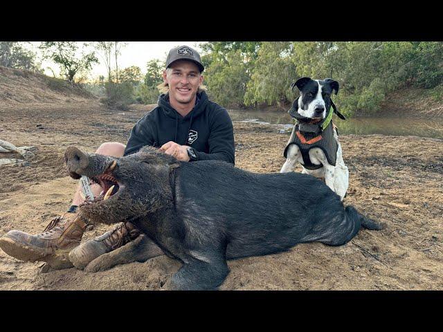 FNQ Dry Season Boars