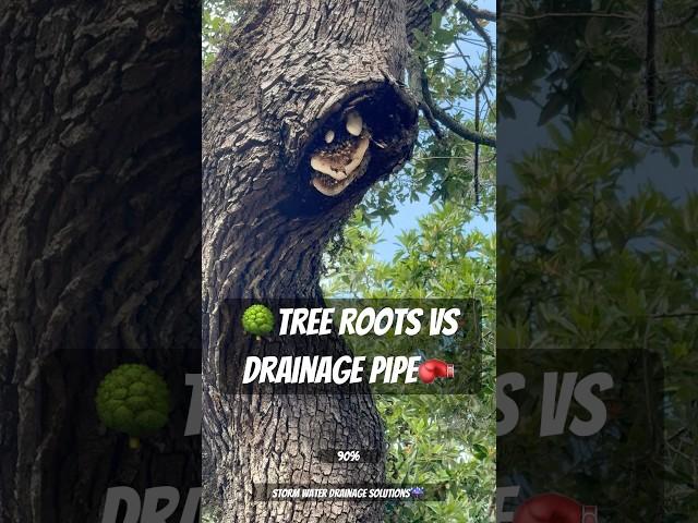 Keep Roots Out Of Your Drainage Pipes - Drainage System Design - Storm Water Drainage Solutions