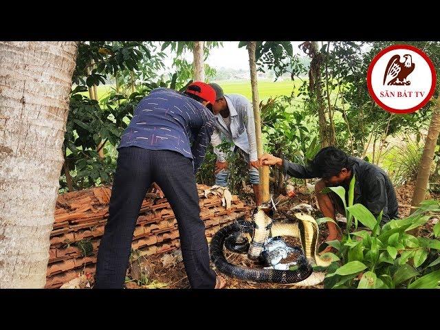 dig burrows to catch snakes: In the house, they discovered the original Cobra Hunting Catching TV