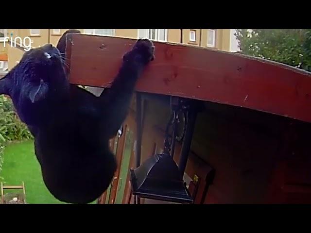 Cat Attempts Dramatic Climb Onto Shed