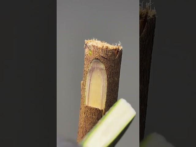 Fruit tree grafting technology sharing, just align the cambium, and leave the rest to time