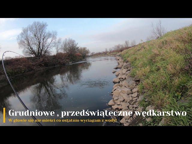 Grudniowe, przedświąteczne wędkarstwo. W głowie się nie mieści, co ostatnio wyciągam z wody!